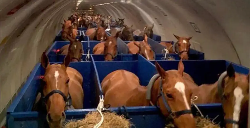 evacuation-chevaux-doha