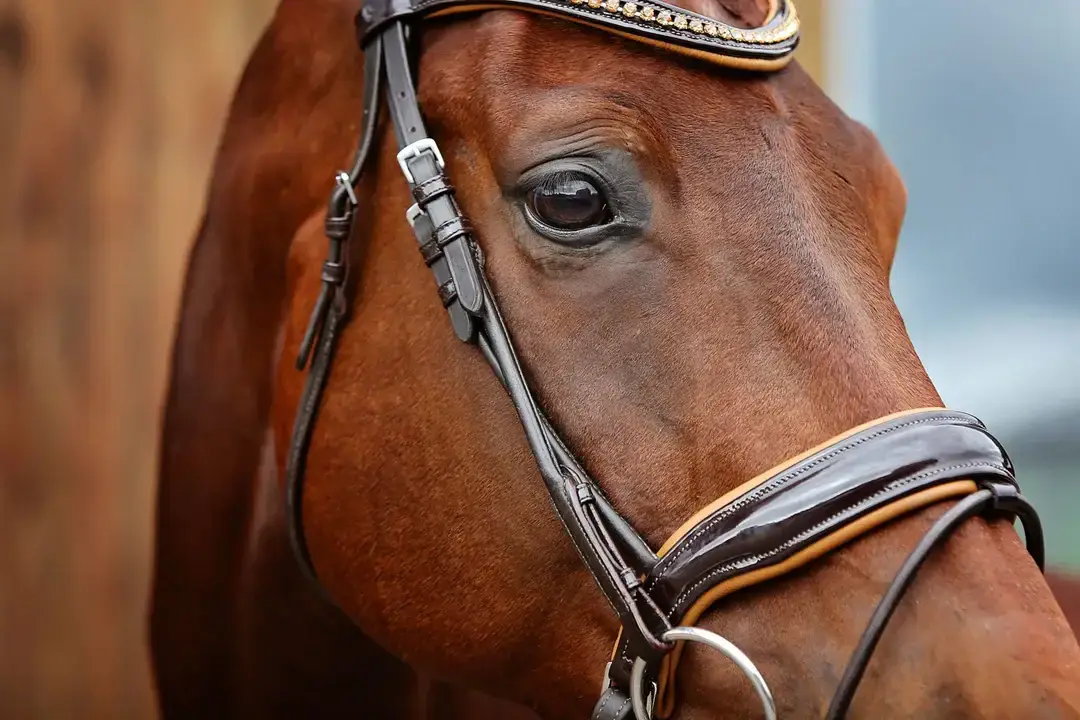 filet-equitation-quelle taille-choisir