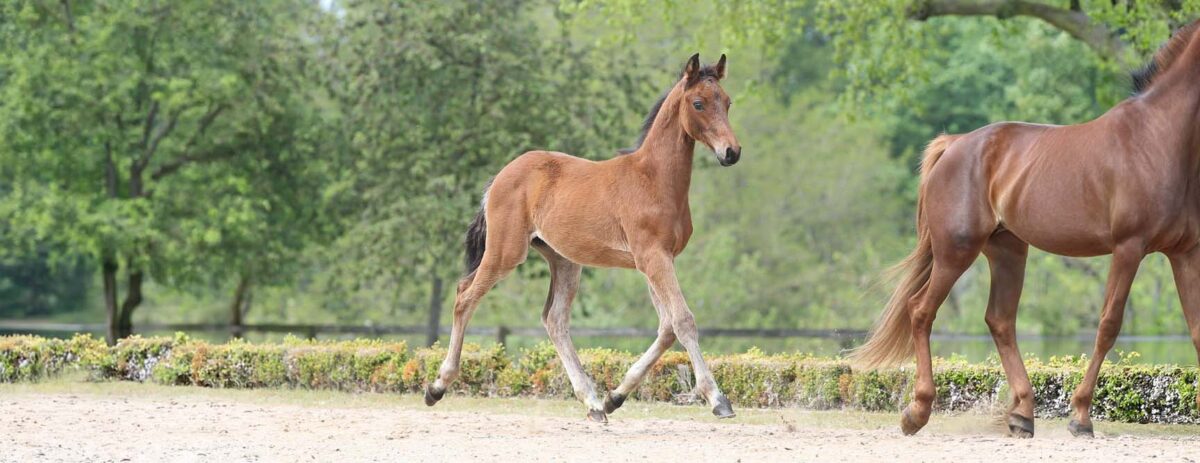 haras-de-hus-saison-reproduction-2026