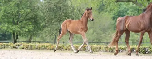 haras-de-hus-saison-reproduction-2026