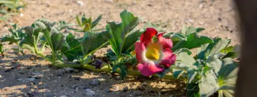 harpagophytum-cheval