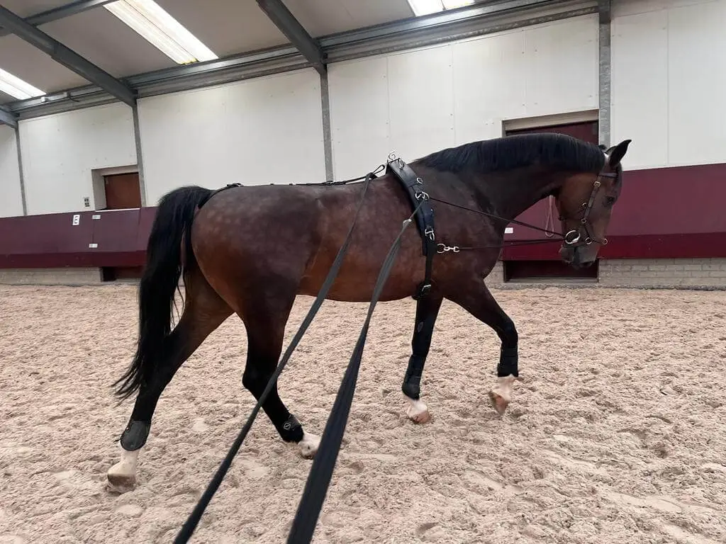 longe-cheval-quelle-longueur-choisir