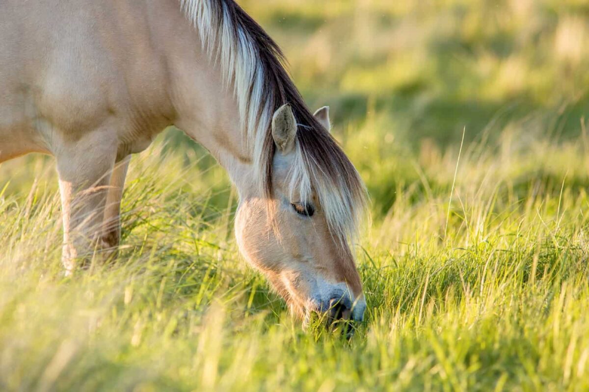 msm-cheval-bienfaits-dosage-conseils