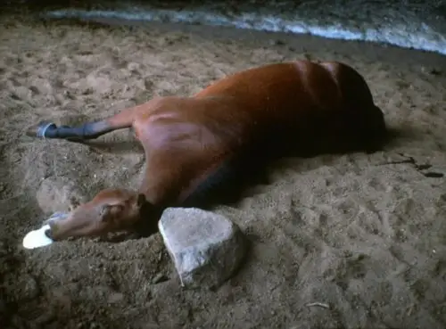 peste-equine-causes-symptomes-traitement