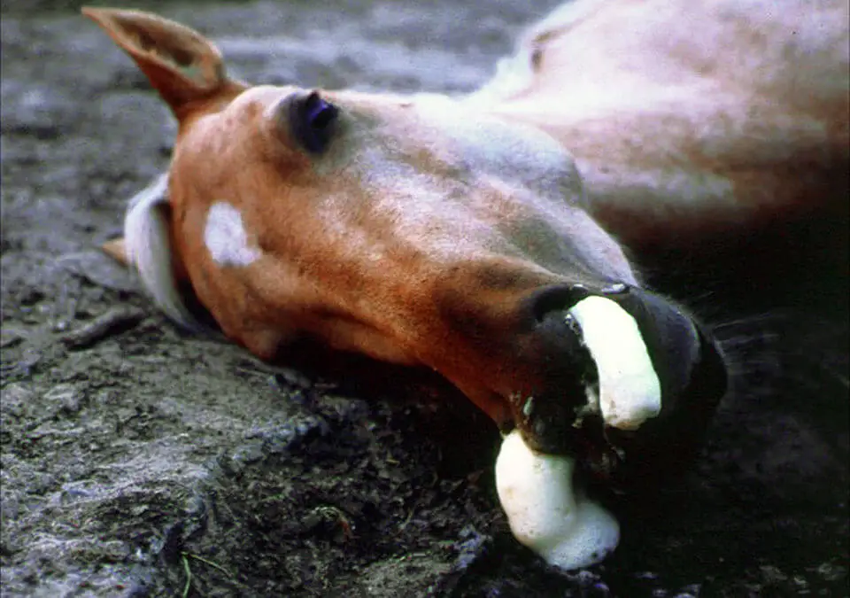 peste-equine-symptomes-maladie-vaccin