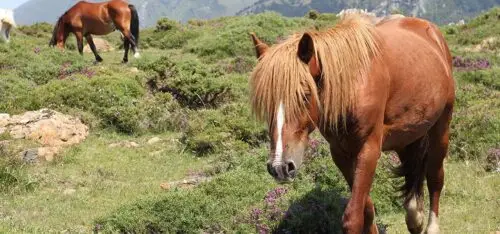 plante-toxique-cheval