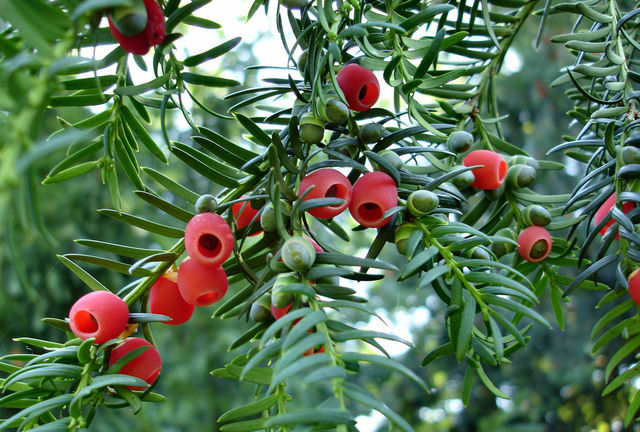 plante-toxique-cheval-if