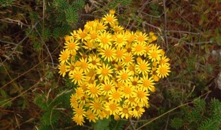plante-toxique-cheval-senecio