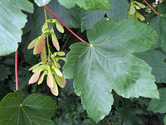 plante-toxique-cheval-sycomore