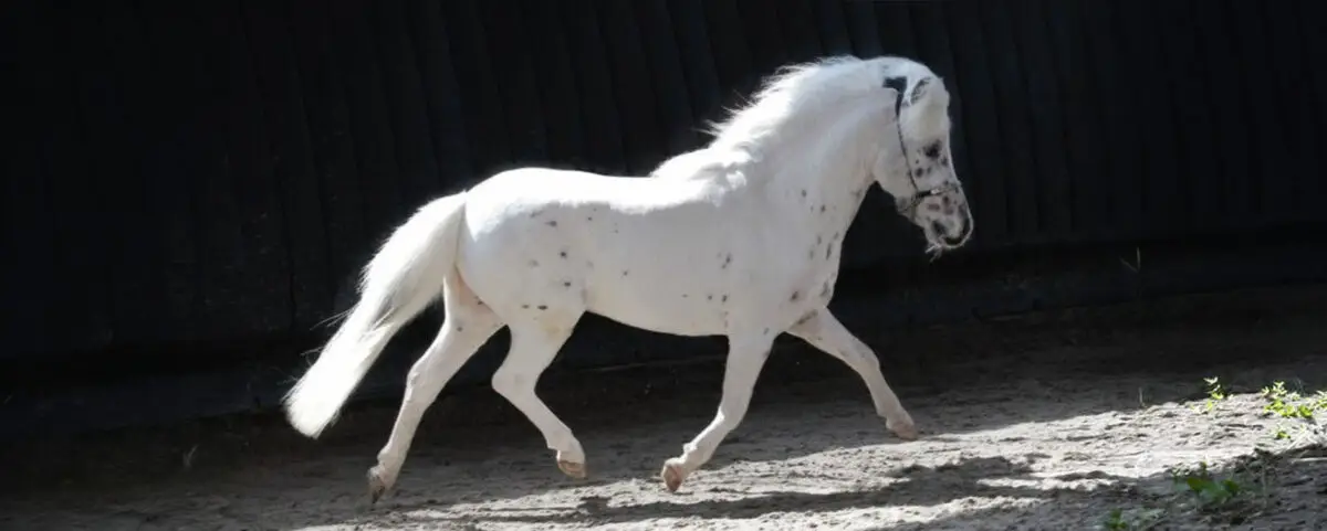 poney-falabella-origine-prix-taille
