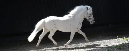 poney-falabella-origine-prix-taille