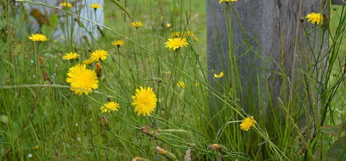 porcelle-enracinee-plante-toxique-cheval