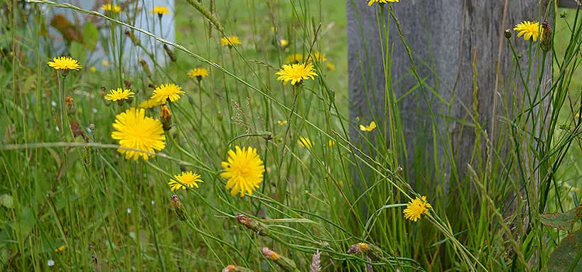 porcelle-enracinee-plante-toxique-cheval