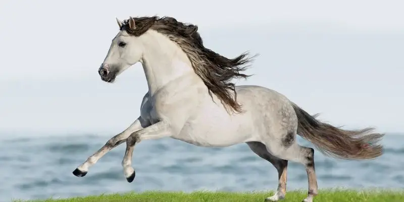 pur-sang-espagnol-andalou-gris-pommele