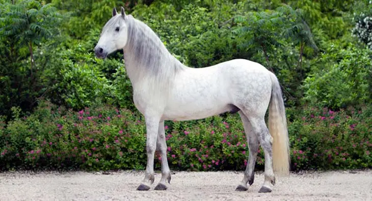 pur-sang-espagnol-origine-prix-taille