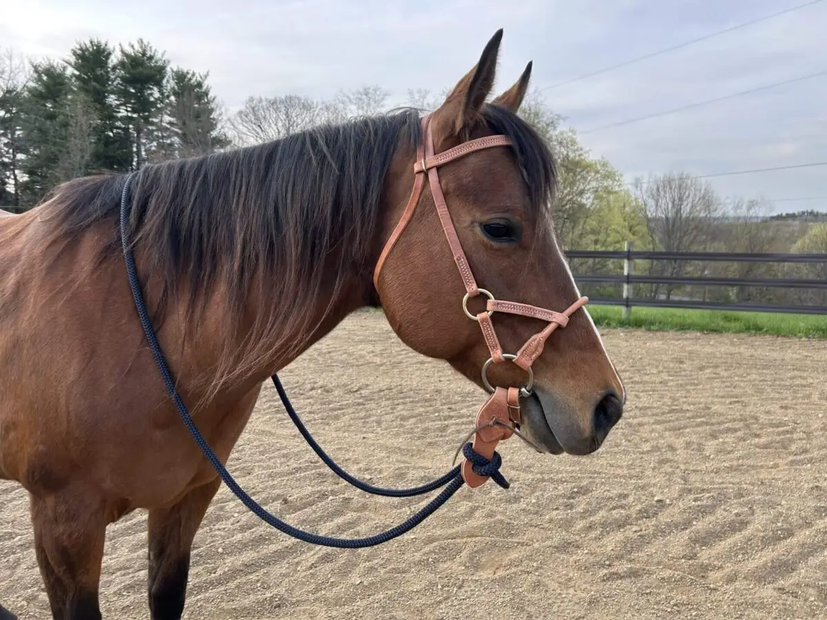 quel-filet-equitation-choisir