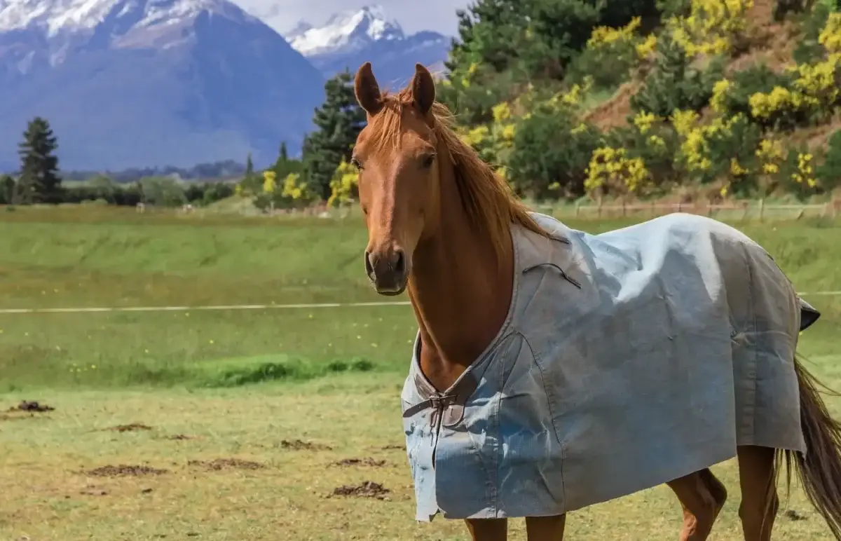 quelle-couverture-cheval-choisir-selon-saisons
