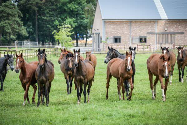 race-cheval-zangersheide-prix-caractere