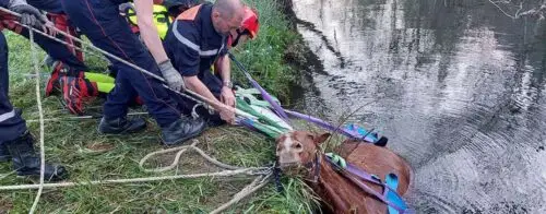 sauvetage-cheval-dordogne