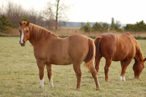 sme-cheval-causes-symptomes-et-traitement