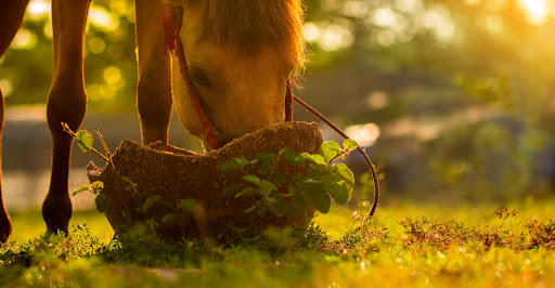 spiruline-cheval-dosage-avis-granules
