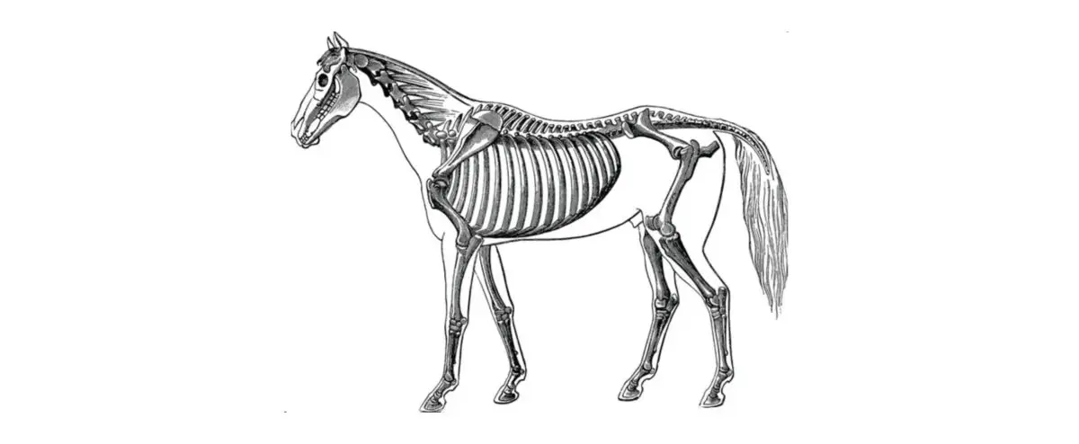squelette-cheval