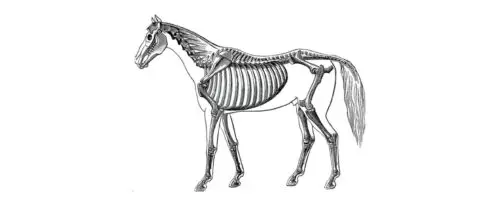 squelette-cheval