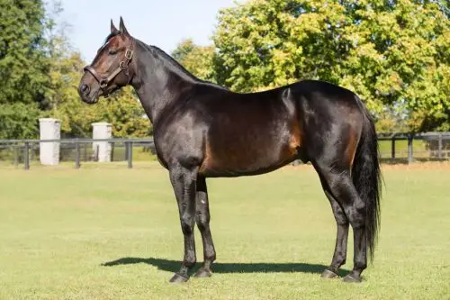 standardbred-origine-prix-taille