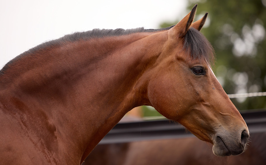 syndrome-sme-cheval-cest-quoi