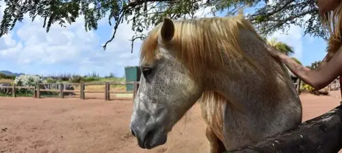 trafic-chevaux-hongrie-normandie