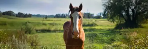 age-cheval-en-humain