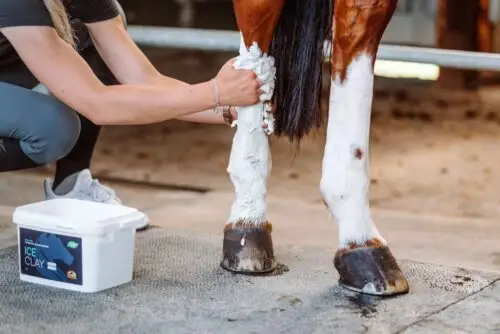 argile-cheval-utilite-application-duree-pose