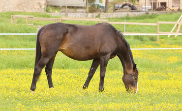 boiterie-cheval-que-faire-traitement