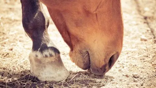 botulisme-cheval-causes-symptomes-traitement