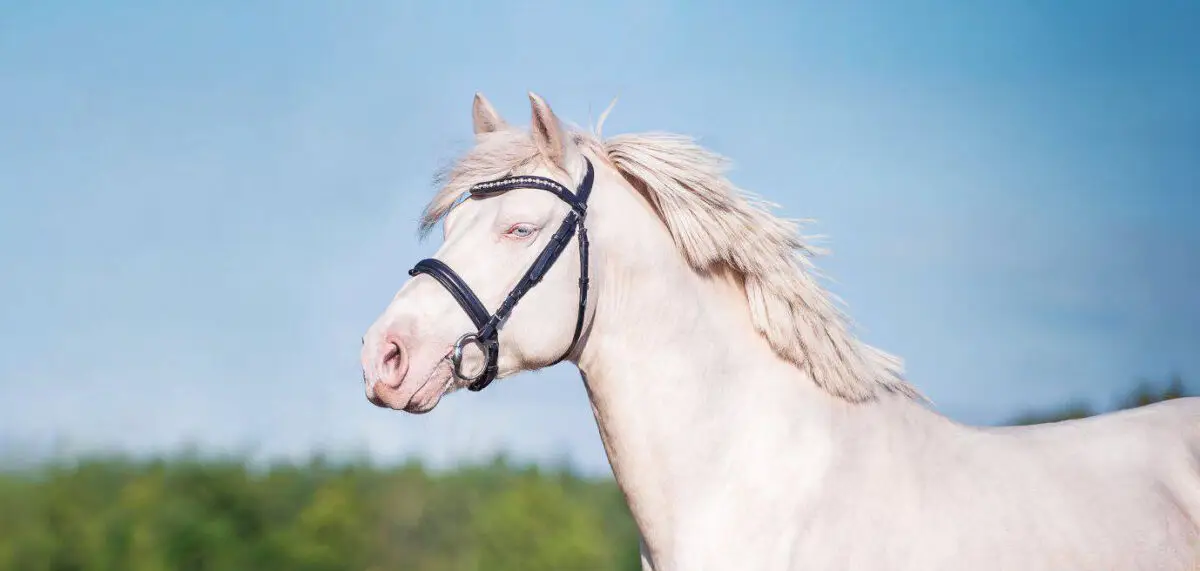 cheval-albinos