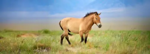 cheval-de-przewalski