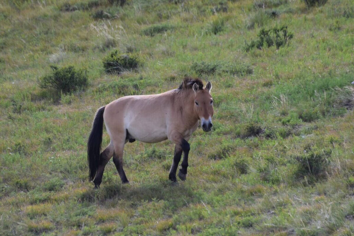 cheval-de-przewalski-origine-taille-couleur
