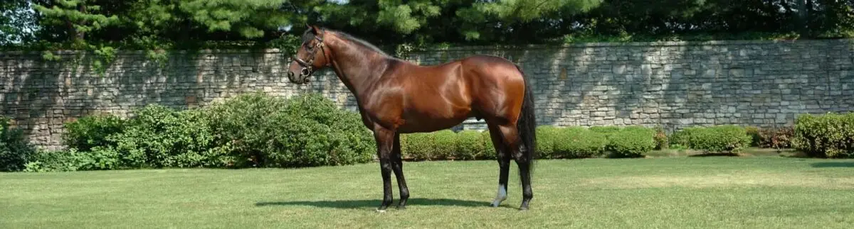 cheval-le-plus-cher-du-monde