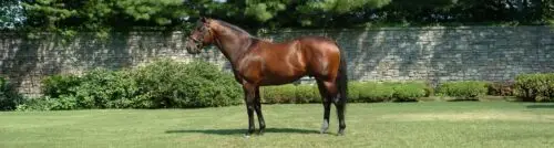 cheval-le-plus-cher-du-monde