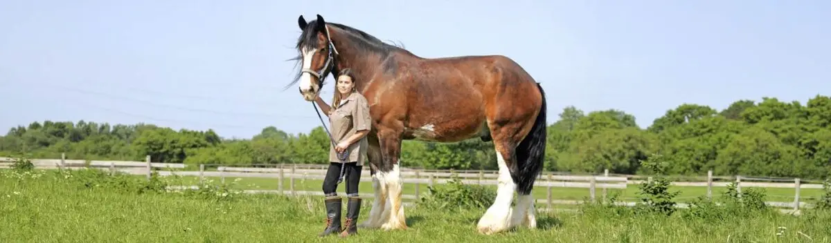 cheval-le-plus-grand-du-monde