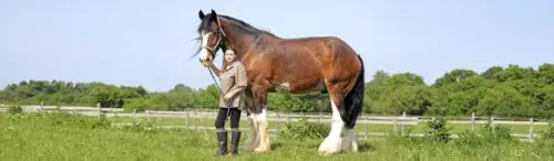 cheval-le-plus-grand-du-monde