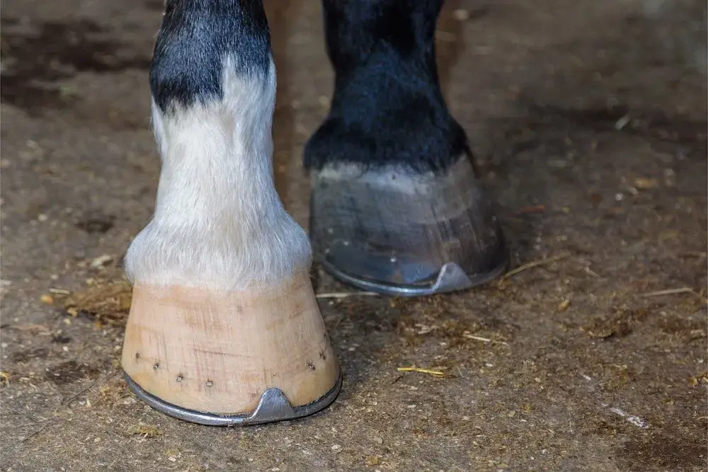 cheval-naviculaire-pied-nu-symptomes-stades