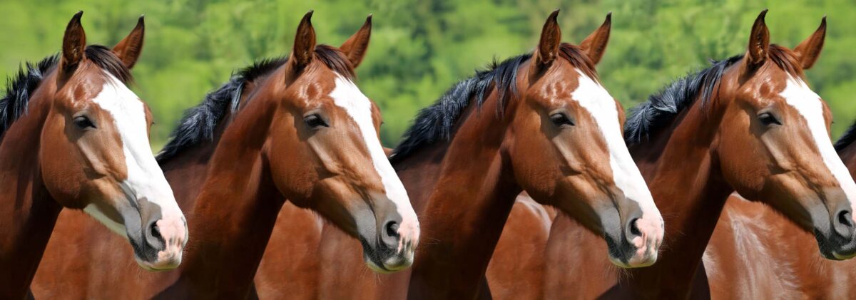 clonage-cheval-legislation-2026