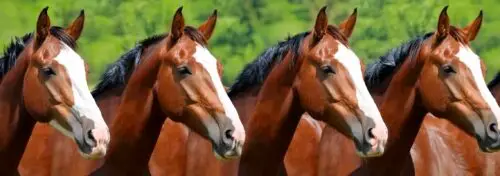 clonage-cheval-legislation-2026