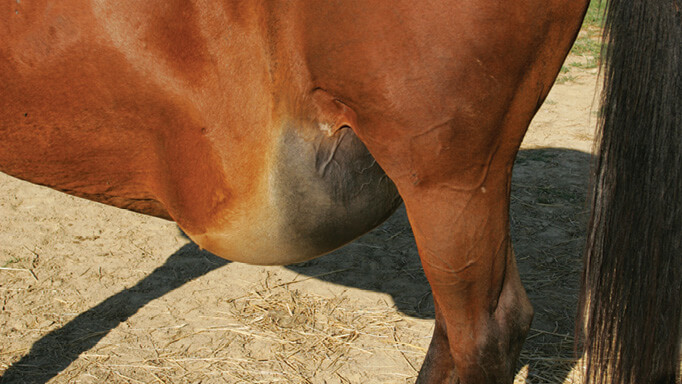 colique-hernie-inguinale-scrotale-chevaux