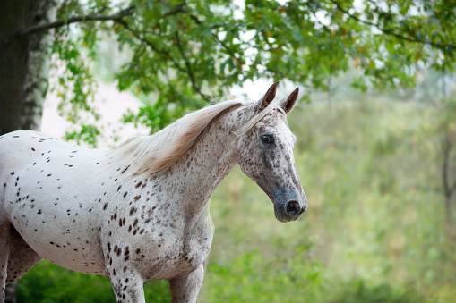 combien-coute-knabstrupper-cheval