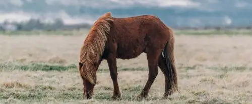 comment-choisir-assurance-cheval