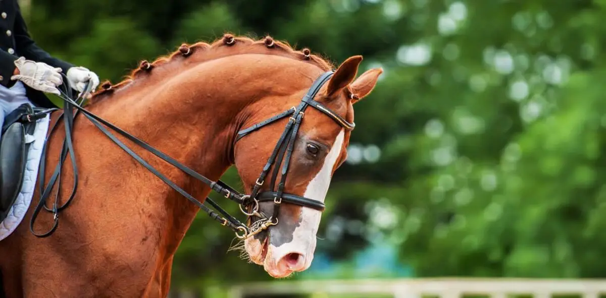 comment-choisir-bride-cheval