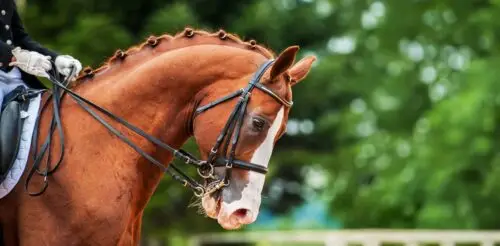 comment-choisir-bride-cheval