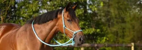 comment-choisir-licol-ethologique-cheval